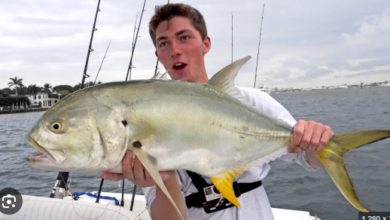 Googan Baits Net Worth