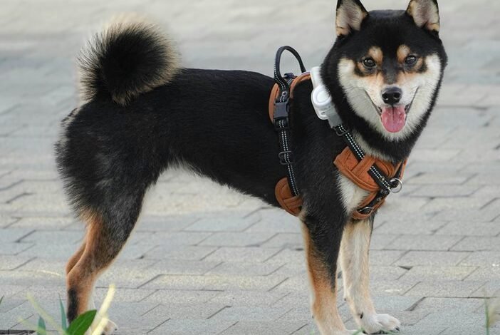 callback behavior after failures