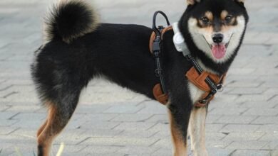 caller behavior consistency measurement