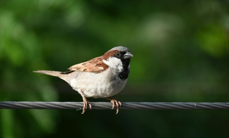 detecting consecutive missed calls