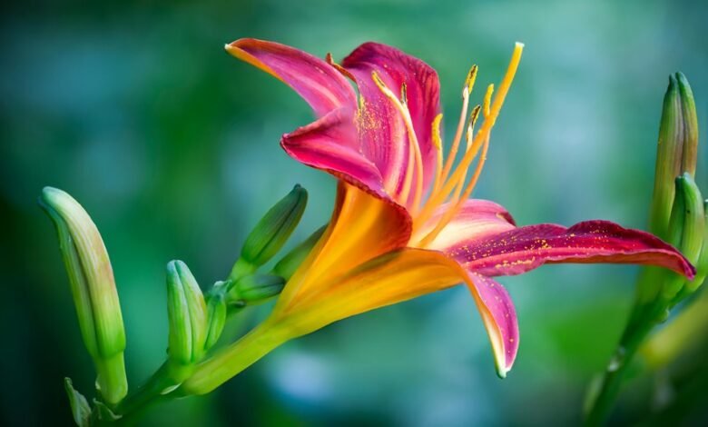 get eagles kelly green