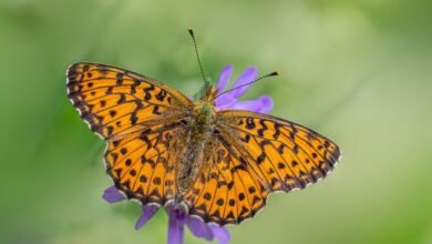 high intent call detection techniques