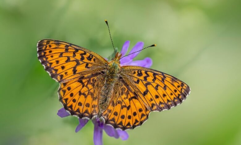 high intent call detection techniques