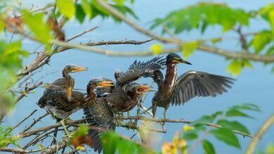 missed calls temporal analysis