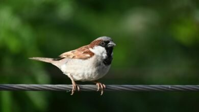 users with missed calls